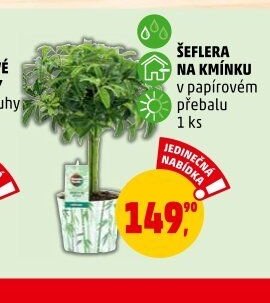 ŠEFLERA NA KMÍNKU - Penny Market aktualniletaky.eu