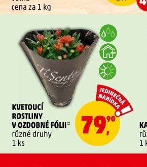 KVETOUCÍ ROSTLINY V OZDOBNÉ FÓLII - Penny Market aktualniletaky.eu