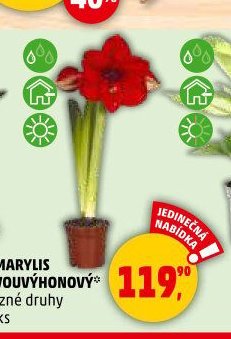 AMARYLIS DVOUVÝHONOVÝ - Penny Market aktualniletaky.eu