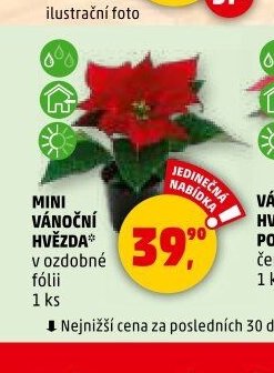 MINI VÁNOČNÍ HVĚZDA - Penny Market aktualniletaky.eu