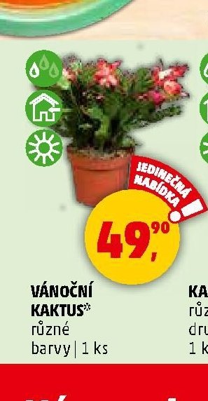 VÁNOČNÍ KAKTUS - Penny Market aktualniletaky.eu