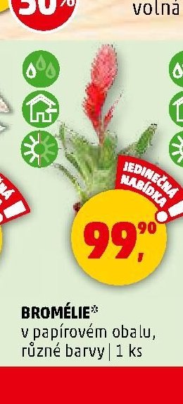 BROMÉLIE - Penny Market aktualniletaky.eu