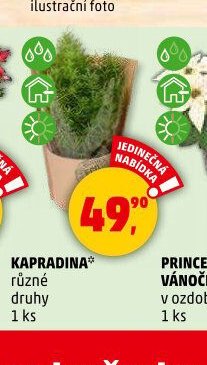 KAPRADINA - Penny Market aktualniletaky.eu