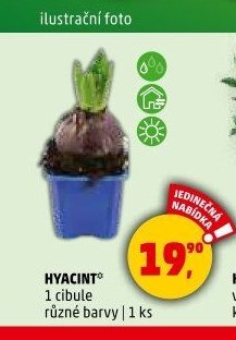 Hyacint - Penny Market aktualniletaky.eu