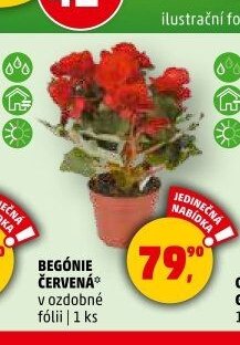 Begónie červená - Penny Market aktualniletaky.eu