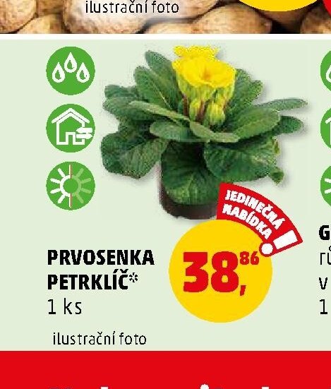 PRVOSENKA PETRKLÍČ* - Penny Market aktualniletaky.eu