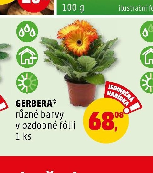 GERBERA* různé barvy v ozdobné fólii - Penny Market aktualniletaky.eu