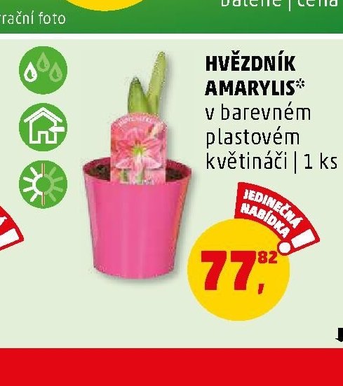 HVĚZDNÍK AMARYLIS* - Penny Market aktualniletaky.eu