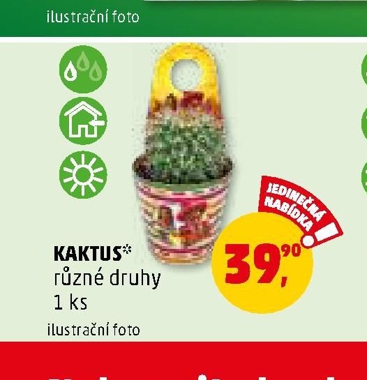 KAKTUS různé druhy 1 ks - Penny Market aktualniletaky.eu