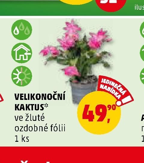 VELIKONOČNÍ KAKTUS ve žluté ozdobné fólii 1 ks - Penny Market aktualniletaky.eu