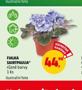 FIALKA SAINTPAULIA - Penny Market aktualniletaky.eu