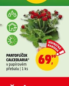 PANTOFLÍČEK CALCEOLARIA - Penny Market aktualniletaky.eu