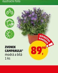 ZVONEK CAMPANULA - Penny Market aktualniletaky.eu