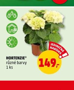 HORTENZIE - Penny Market aktualniletaky.eu