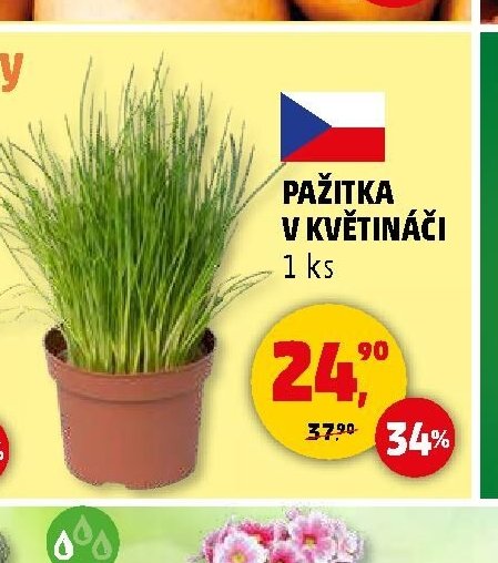 PAŽITKA V KVĚTINÁČI 1 ks - Penny Market aktualniletaky.eu