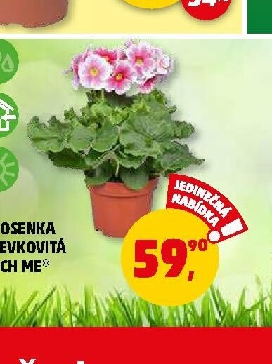 PRVOSENKA NÁLEVKOVITÁ TOUCH ME 1 ks - Penny Market aktualniletaky.eu