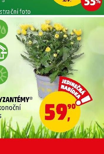 CHRYZANTÉMY ve velikonoční směs 1 ks - Penny Market aktualniletaky.eu