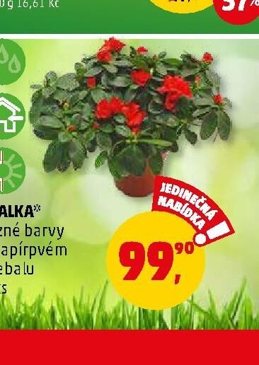 AZALKA různé barvy v papírvém přebalu 1 ks - Penny Market aktualniletaky.eu