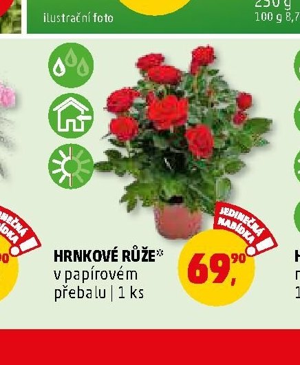 Hrnkové růže - Penny Market aktualniletaky.eu