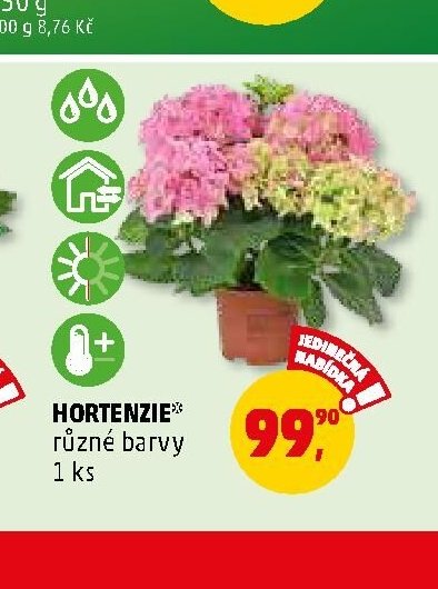 Hortenzie - Penny Market aktualniletaky.eu
