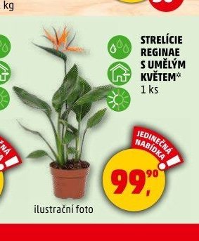 STRELÍCIE REGINAE S UMĚLÝM KVĚTEM - Penny Market aktualniletaky.eu