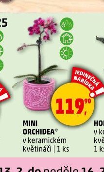MINI ORCHIDEA - Penny Market aktualniletaky.eu