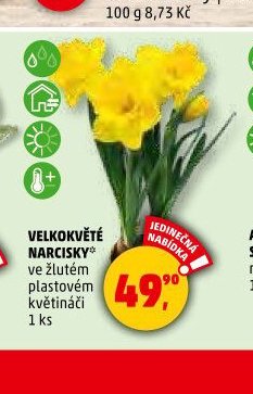 VELKOKVĚTÉ NARCISKY* - Penny Market aktualniletaky.eu