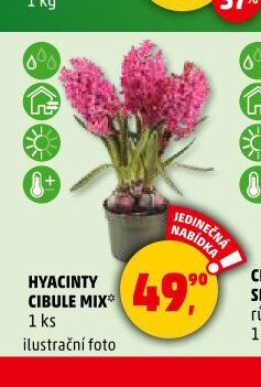 HYACINTY CIBULE MIX - Penny Market aktualniletaky.eu