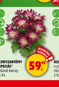 CHRYZANTÉMY SPECIÁL - Penny Market aktualniletaky.eu