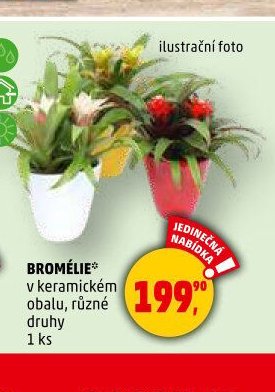 BROMÉLIE - Penny Market aktualniletaky.eu