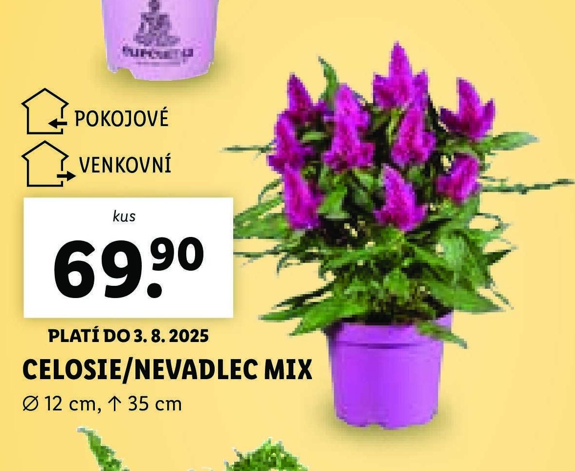 Celosie/Nevadlec mix - Lidl aktualniletaky.eu