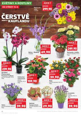 aktuální leták Kaufland 13.8.2025-19.8.2025