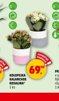 KOLOPEJKA KALANCHOE ROSALINA - Penny Market aktualniletaky.eu