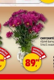 CHRYZANTÉMA - Penny Market aktualniletaky.eu