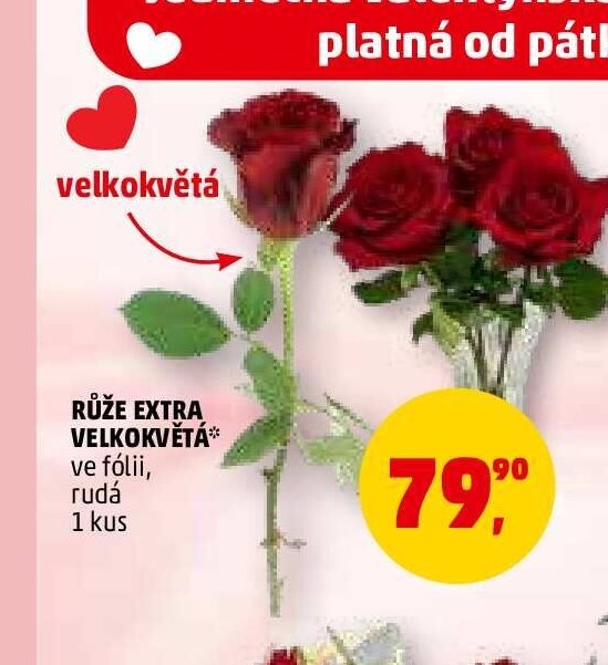 Růže extra velkokvětá - Penny Market aktualniletaky.eu