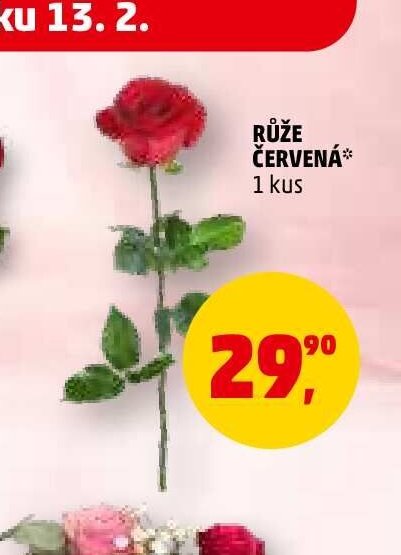 Růže červená - Penny Market aktualniletaky.eu