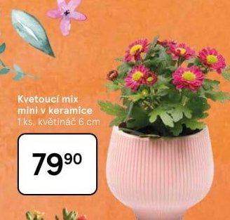 Kvetoucí mix mini v keramice - Tesco aktualniletaky.eu