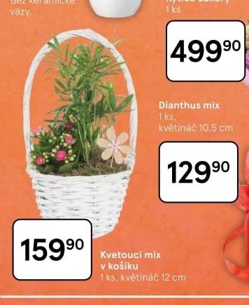 Dianthus mix - Tesco aktualniletaky.eu