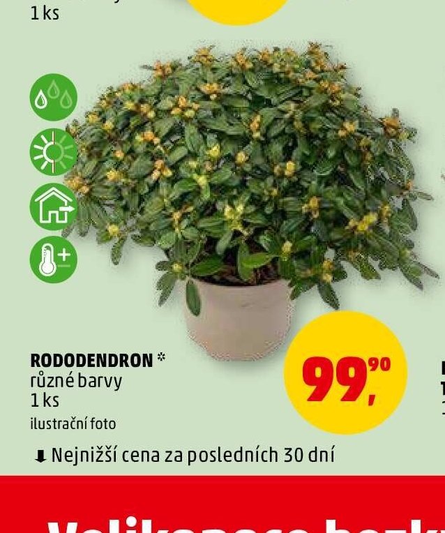 RODODENDRON - Penny Market aktualniletaky.eu