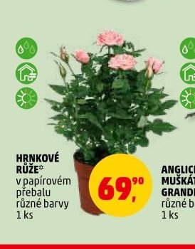 Hrníčkové růže - Penny Market aktualniletaky.eu