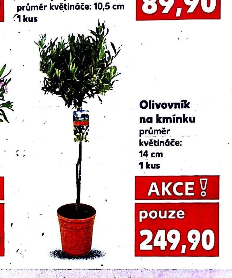 Olivovník na kmínku