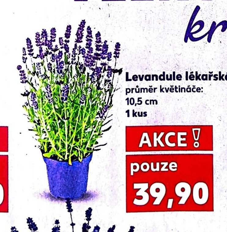 Levandule lékařská