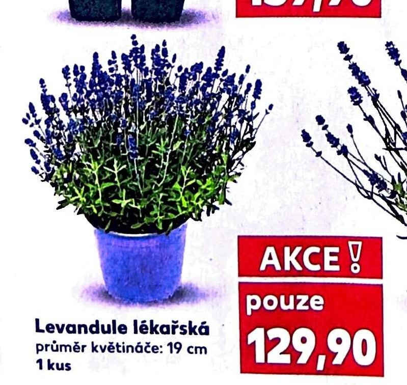 Levandule lékařská