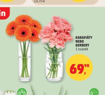 KARAFIÁTY NEBO GERBERY - Penny Market aktualniletaky.eu