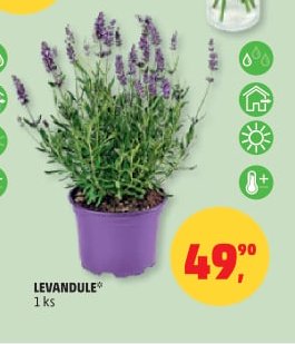 LEVANDULE - Penny Market aktualniletaky.eu