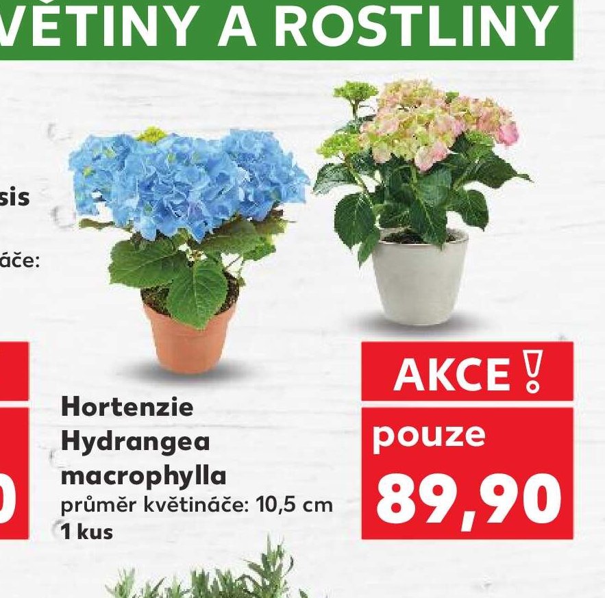 Hortenzie Hydrangea macrophylla - Kaufland aktualniletaky.eu
