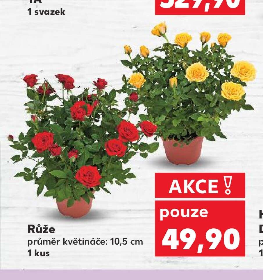 Růže - Kaufland aktualniletaky.eu