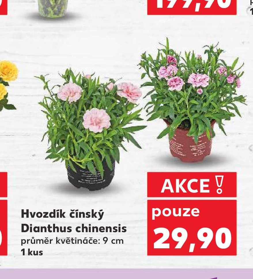Hvozdík čínský Dianthus chinensis - Kaufland aktualniletaky.eu