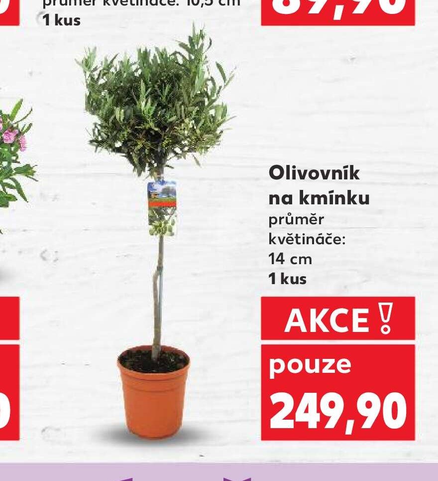 Olivovník na kmínku - Kaufland aktualniletaky.eu