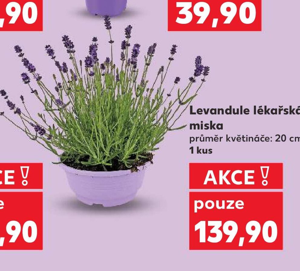 Levandule lékařská miska - Kaufland aktualniletaky.eu